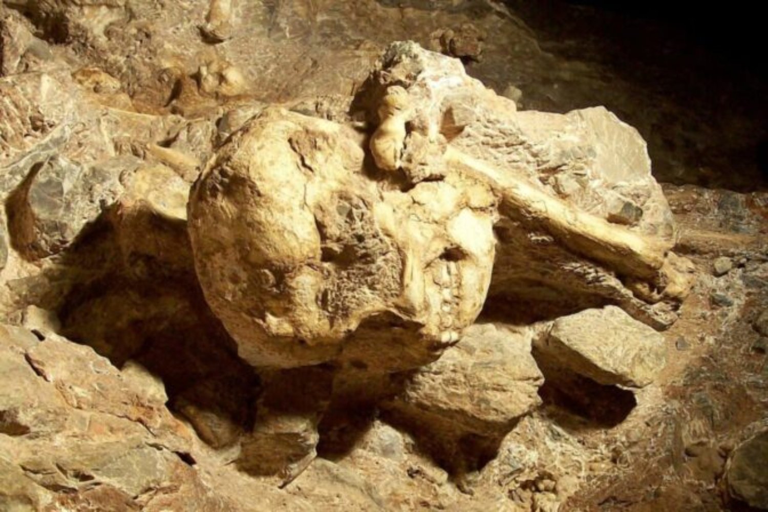 Durante millones de años su rostro estuvo oculto bajo la roca. La tecnología acaba de devolverle la cara a “Little Foot”, un ancestro humano de hace 3,67 millones de años