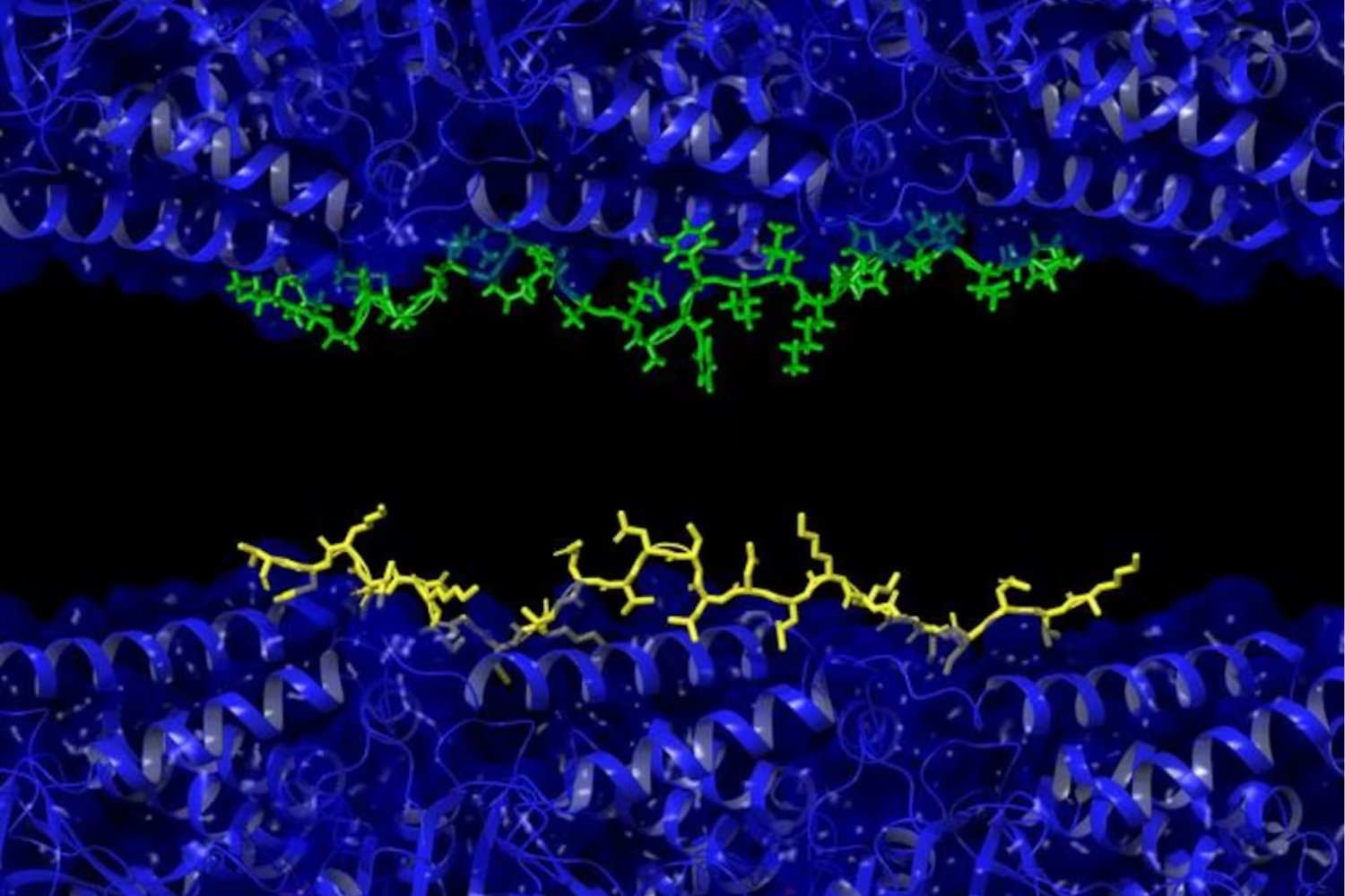 El Alzheimer podría no empezar donde creíamos y eso cambia todo lo que sabemos sobre la enfermedad. Un nuevo estudio revela que una “competencia” microscópica entre proteínas dentro de las neuronas podría ser el verdadero origen del deterioro cognitivo
