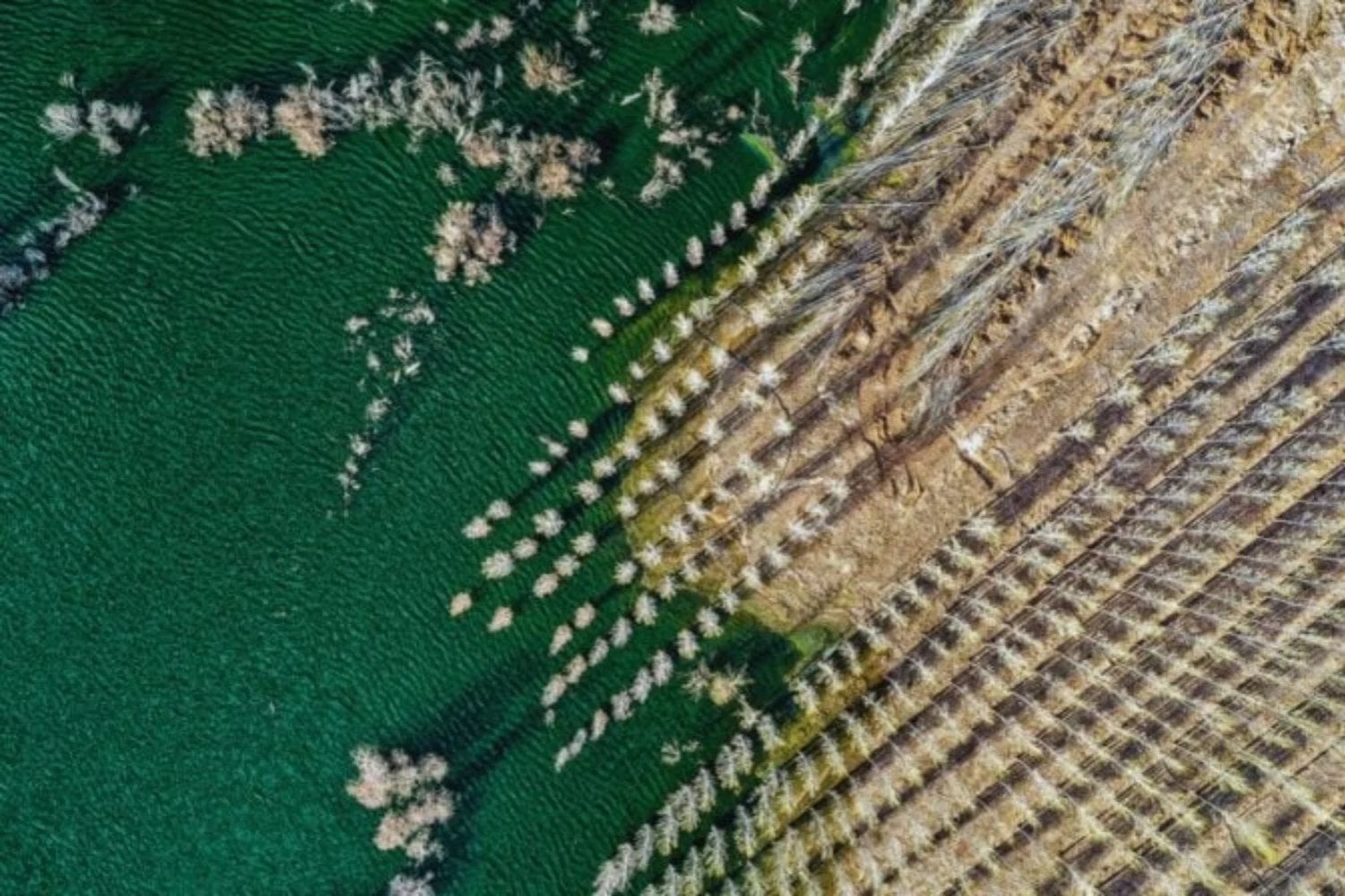 China ha logrado que un desierto empiece a reconstruirse desde abajo en solo 10 meses. No plantó árboles ni llevó agua: recuperó la capa microscópica que hace posible la vida en la tierra