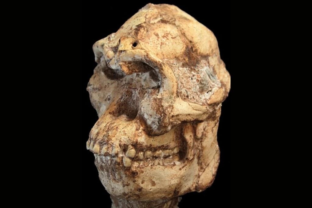 Durante millones de años su rostro estuvo oculto bajo la roca. La tecnología acaba de devolverle la cara a “Little Foot”, un ancestro humano de hace 3,67 millones de años