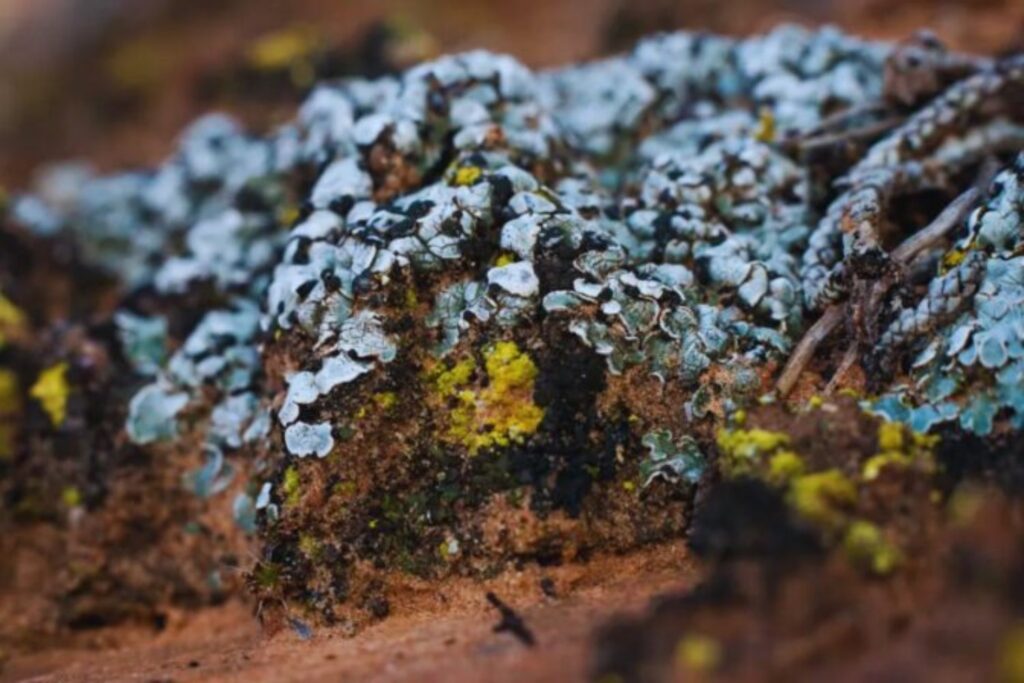 China está reverdeciendo parte de sus desiertos con microorganismos de miles de millones de años. El experimento ya ha recuperado 6.000 kilómetros cuadrados de arena en tierra cultivable
