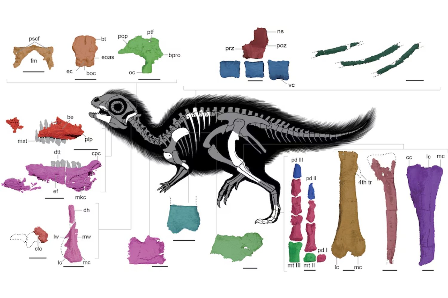 Durante más de 100 millones de años, un pequeño dinosaurio permaneció oculto dentro de una roca en Corea del Sur. La tecnología acaba de revelar su identidad y lo que dice sobre un ecosistema perdido