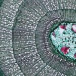 La vida no se volvió compleja por azar, sino porque no tenía otra salida. Un estudio premiado propone que la evolución cambió de “sistema operativo” tras chocar contra un límite físico invisible