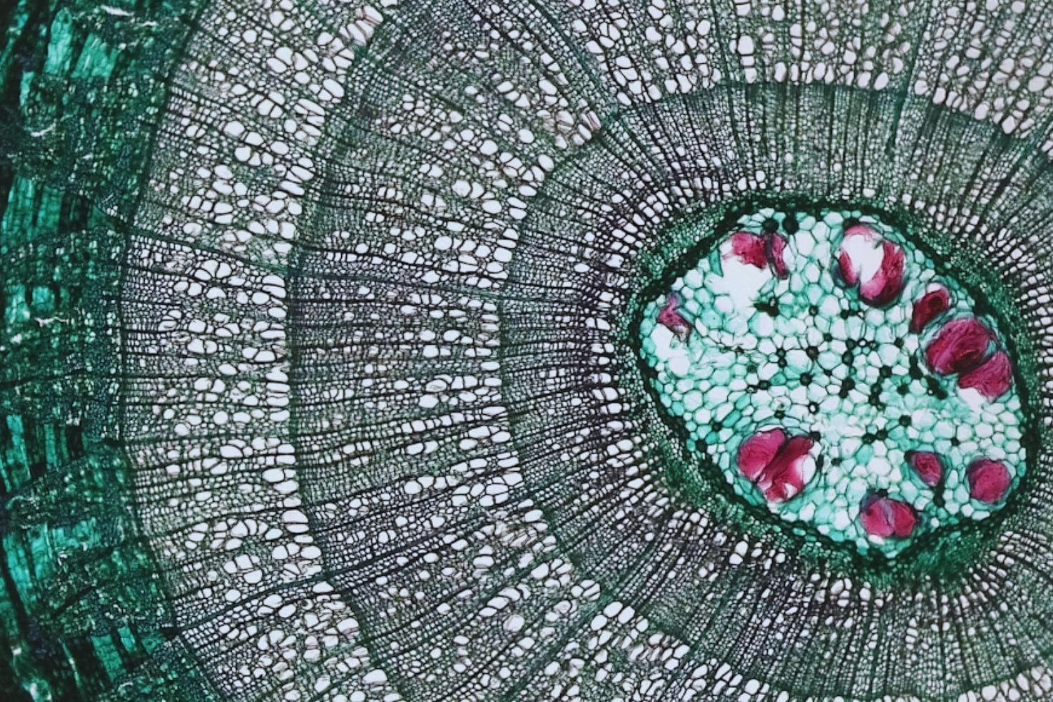 La vida no se volvió compleja por azar, sino porque no tenía otra salida. Un estudio premiado propone que la evolución cambió de “sistema operativo” tras chocar contra un límite físico invisible