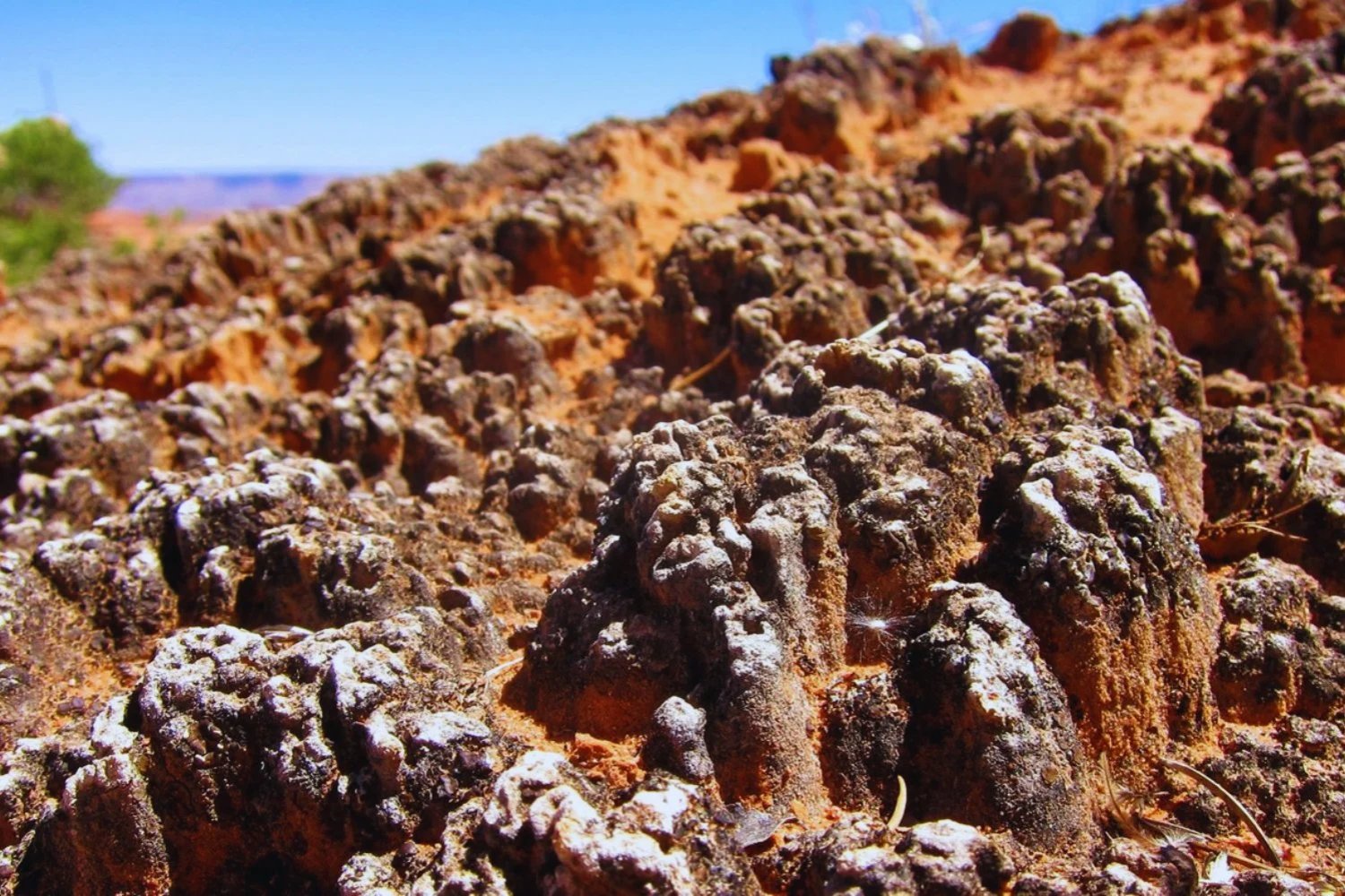 China está reverdeciendo parte de sus desiertos con microorganismos de miles de millones de años. El experimento ya ha recuperado 6.000 kilómetros cuadrados de arena en tierra cultivable