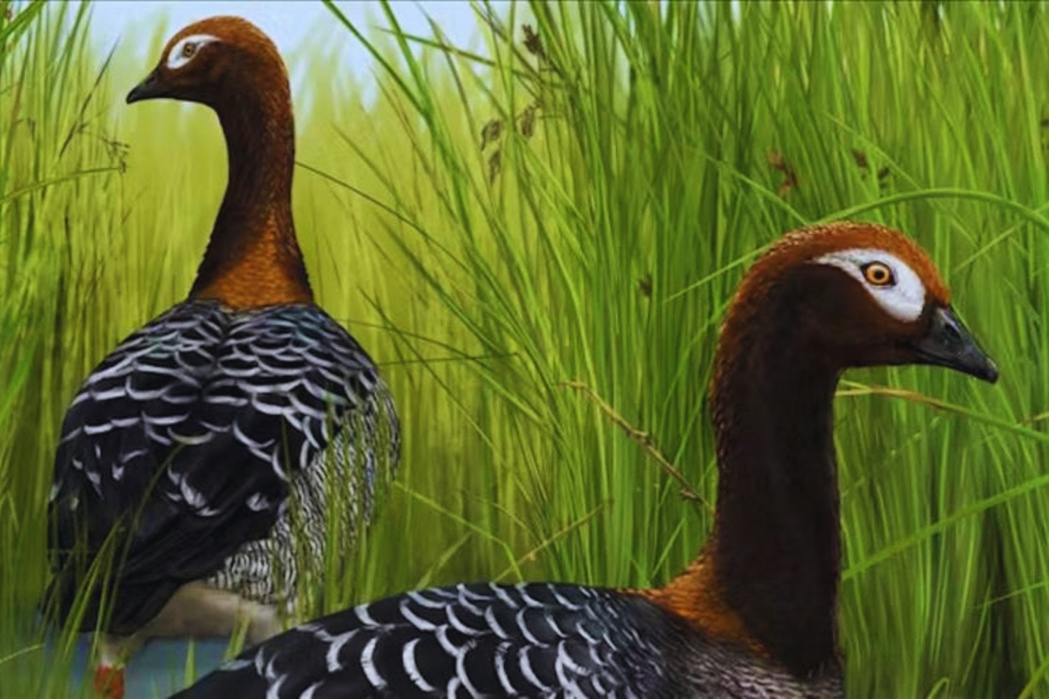 Creíamos que este ganso de 14 millones de años era el origen de los gigantes de Nueva Zelanda. Un nuevo estudio demuestra que esa historia evolutiva era falsa