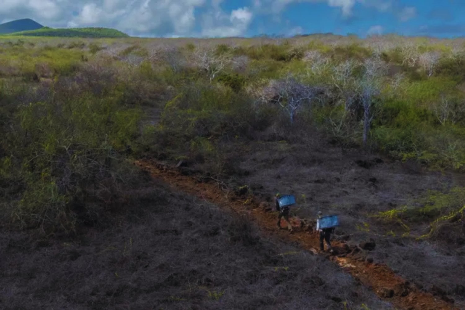 Hace 175 años desaparecieron de Floreana y Darwin ya advirtió su declive. Ahora las tortugas gigantes regresan a Galápagos para reconstruir un ecosistema perdido