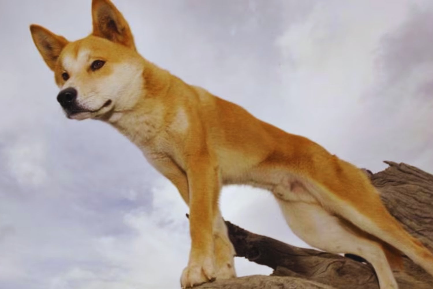 El ADN antiguo de los dingos revela una historia inesperada en Australia. Estos perros salvajes han conservado casi intacto su linaje durante milenios