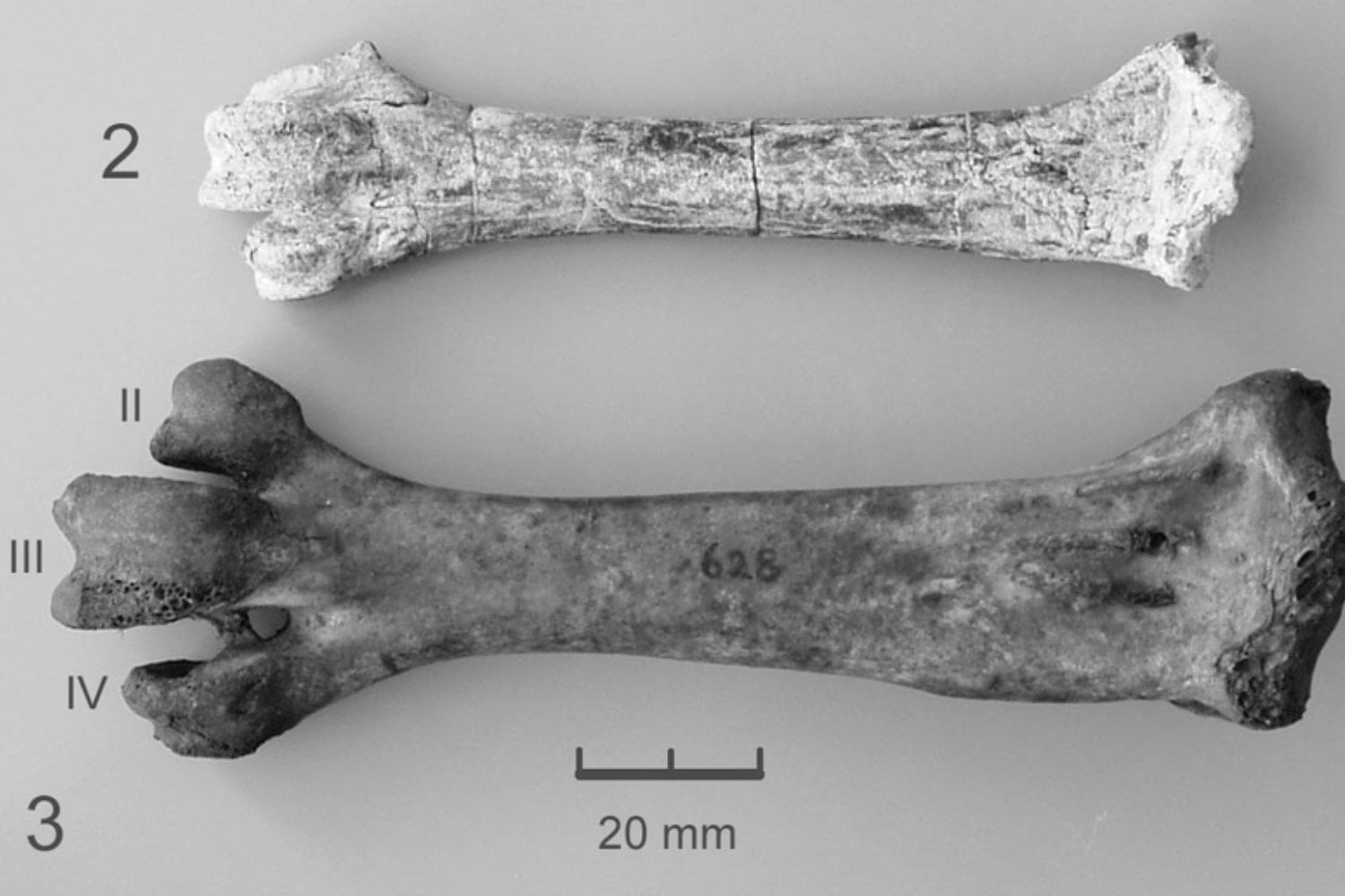 Creíamos que este ganso de 14 millones de años era el origen de los gigantes de Nueva Zelanda. Un nuevo estudio demuestra que esa historia evolutiva era falsa