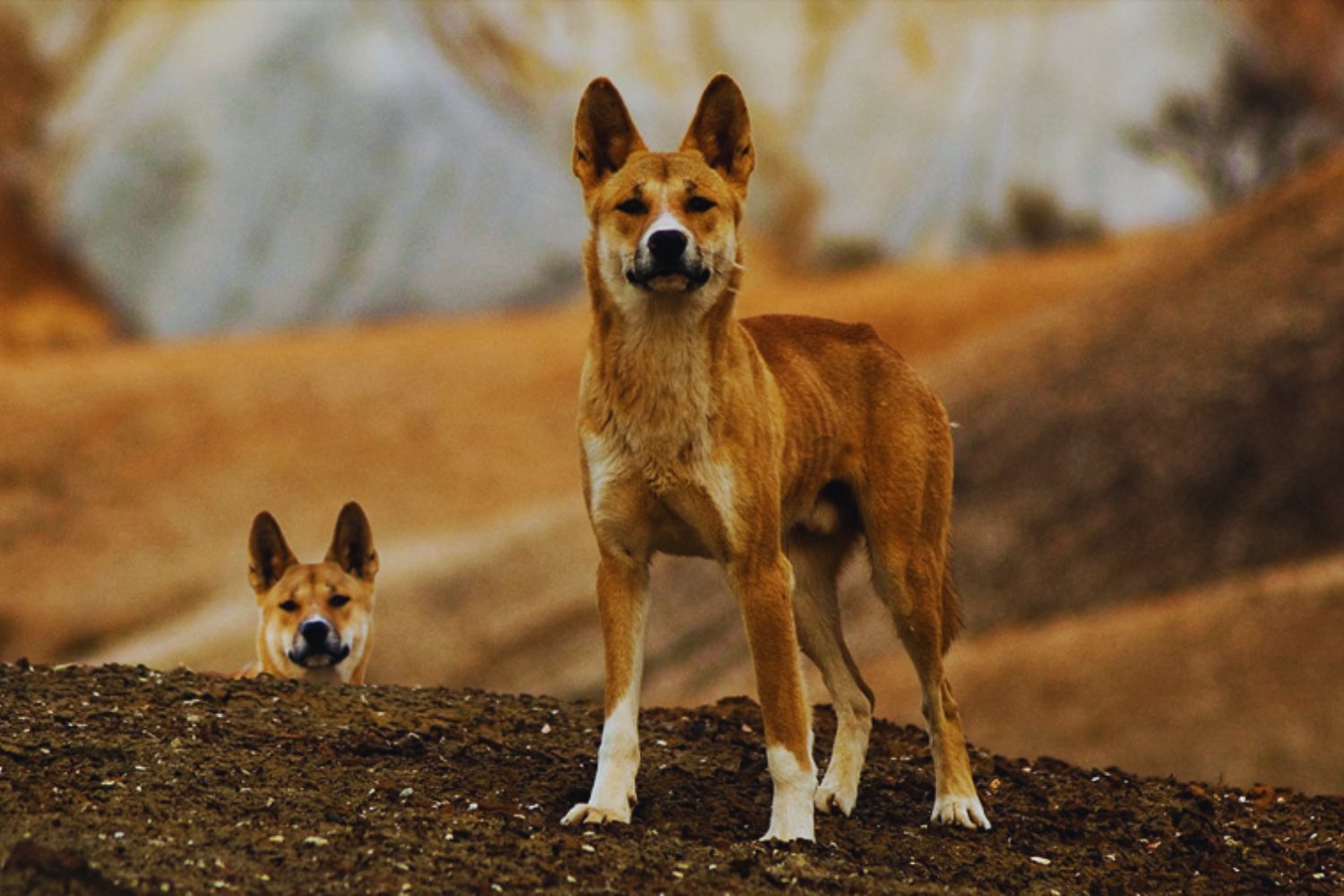El ADN antiguo de los dingos revela una historia inesperada en Australia. Estos perros salvajes han conservado casi intacto su linaje durante milenios