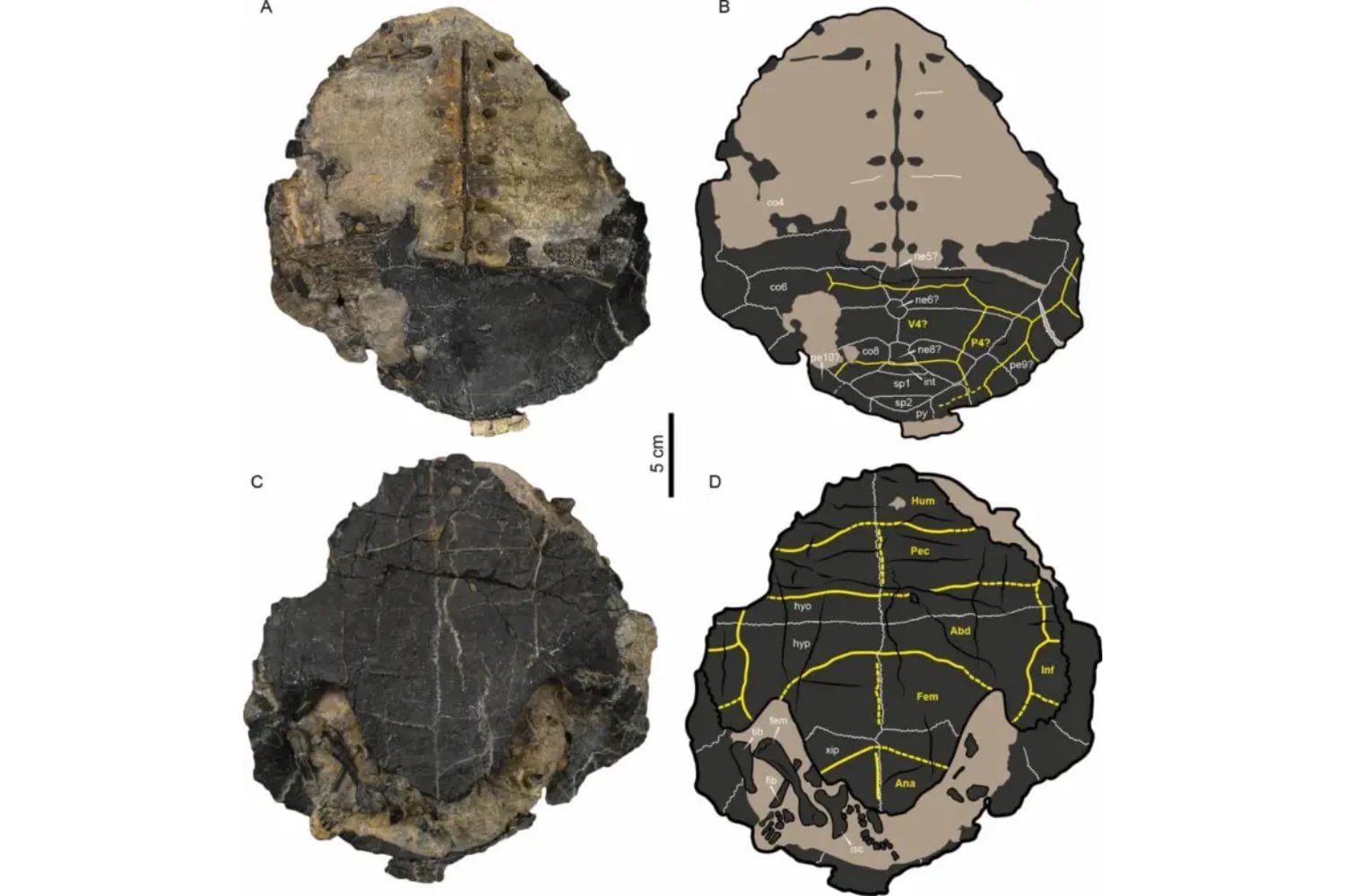 Descubren en un museo una tortuga de 120 millones de años que nadie estudió durante 60 años. Su caparazón está cambiando el mapa evolutivo del Cretácico en América