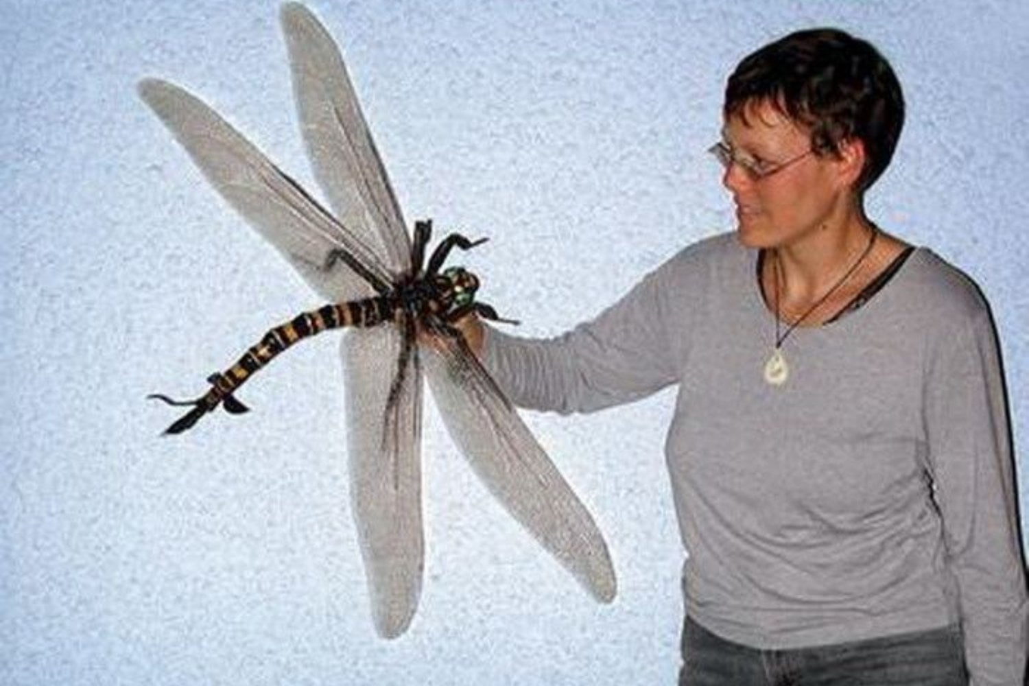 Hace 300 millones de años los cielos de la Tierra estaban dominados por un insecto gigante que hoy parecería imposible. Tenía casi 70 centímetros de envergadura y volaba mucho antes que los dinosaurios