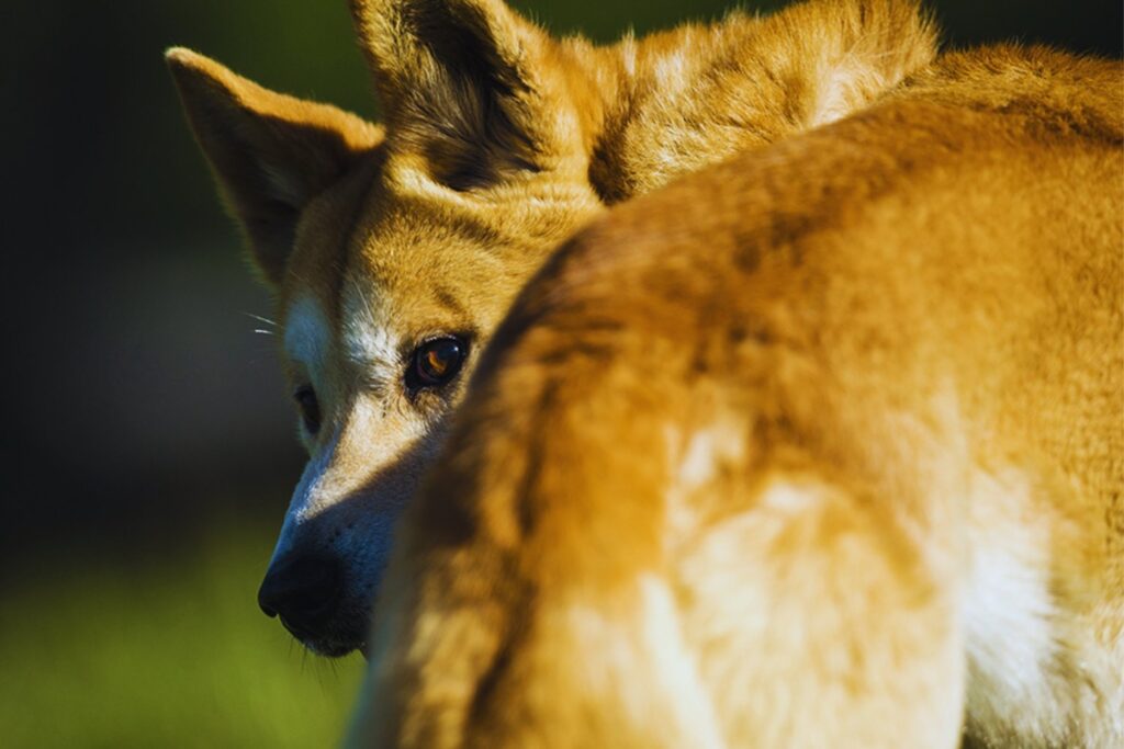 El ADN antiguo de los dingos revela una historia inesperada en Australia. Estos perros salvajes han conservado casi intacto su linaje durante milenios