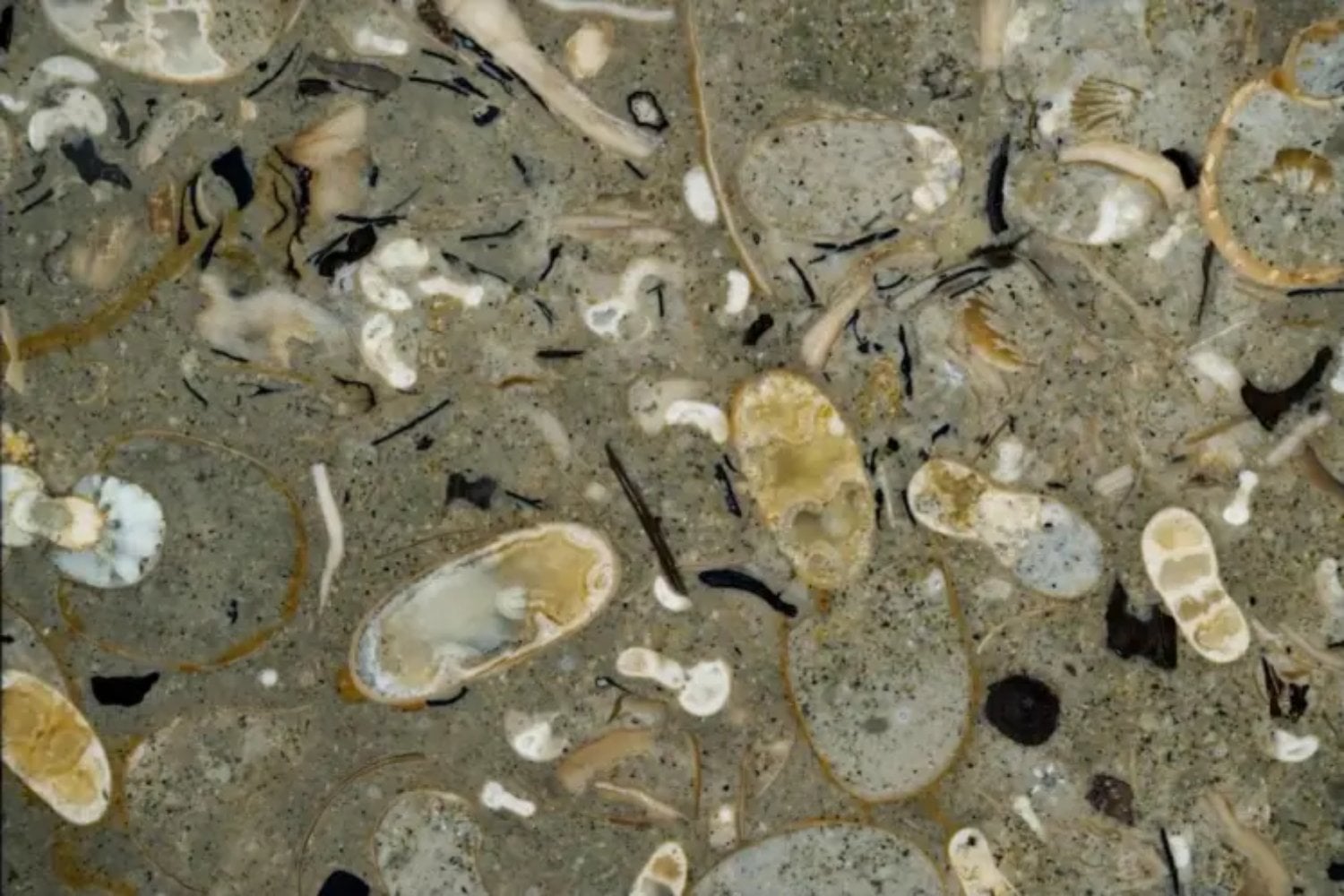 Descubren en Japón cientos de fósiles de calamares del Cretácico ocultos dentro de una roca. El hallazgo revela que estos depredadores ya dominaban los océanos junto a los dinosaurios