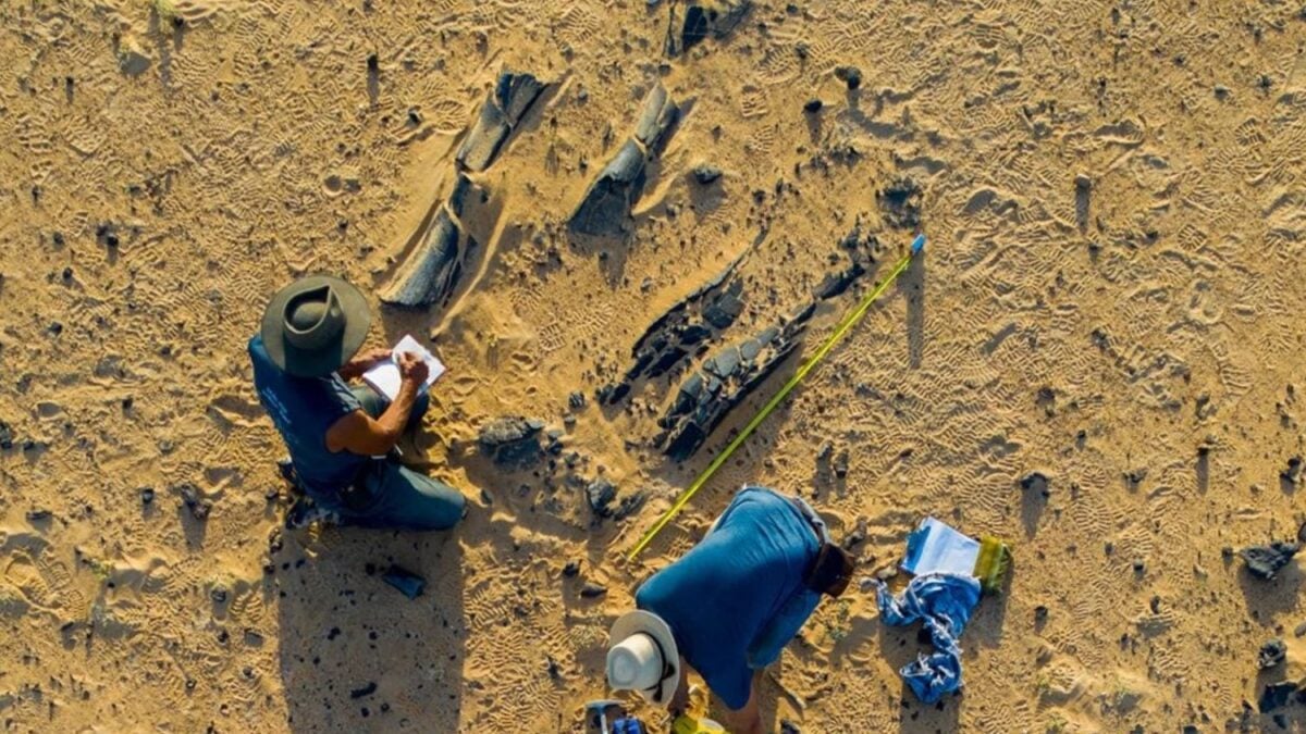 En el sur de Francia han encontrado mucho más que huevos fosilizados de dinosaurio. Han desenterrado el lugar al que distintas especies regresaban para reproducirse hace 70 millones de años
