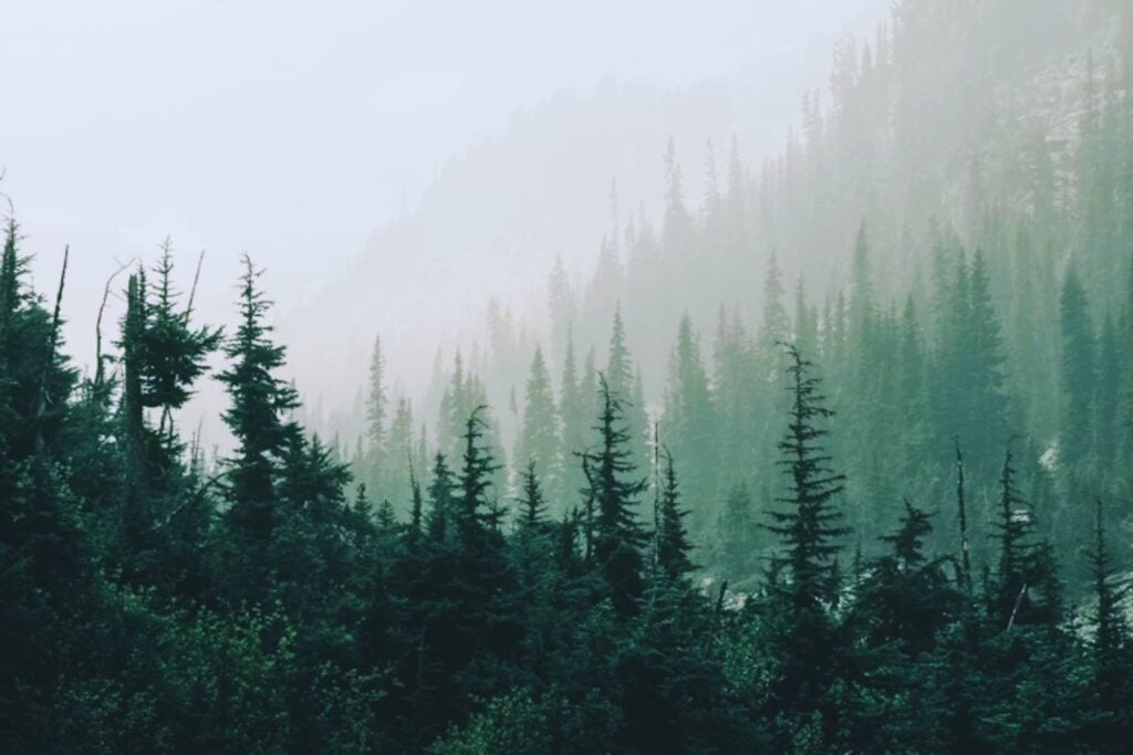 Nueva Zelanda plantó millones de pinos durante décadas para reforestar el país y expandir su industria forestal. Ahora esos árboles se han convertido en una invasión que está reduciendo el agua disponible en las cuencas de los ríos