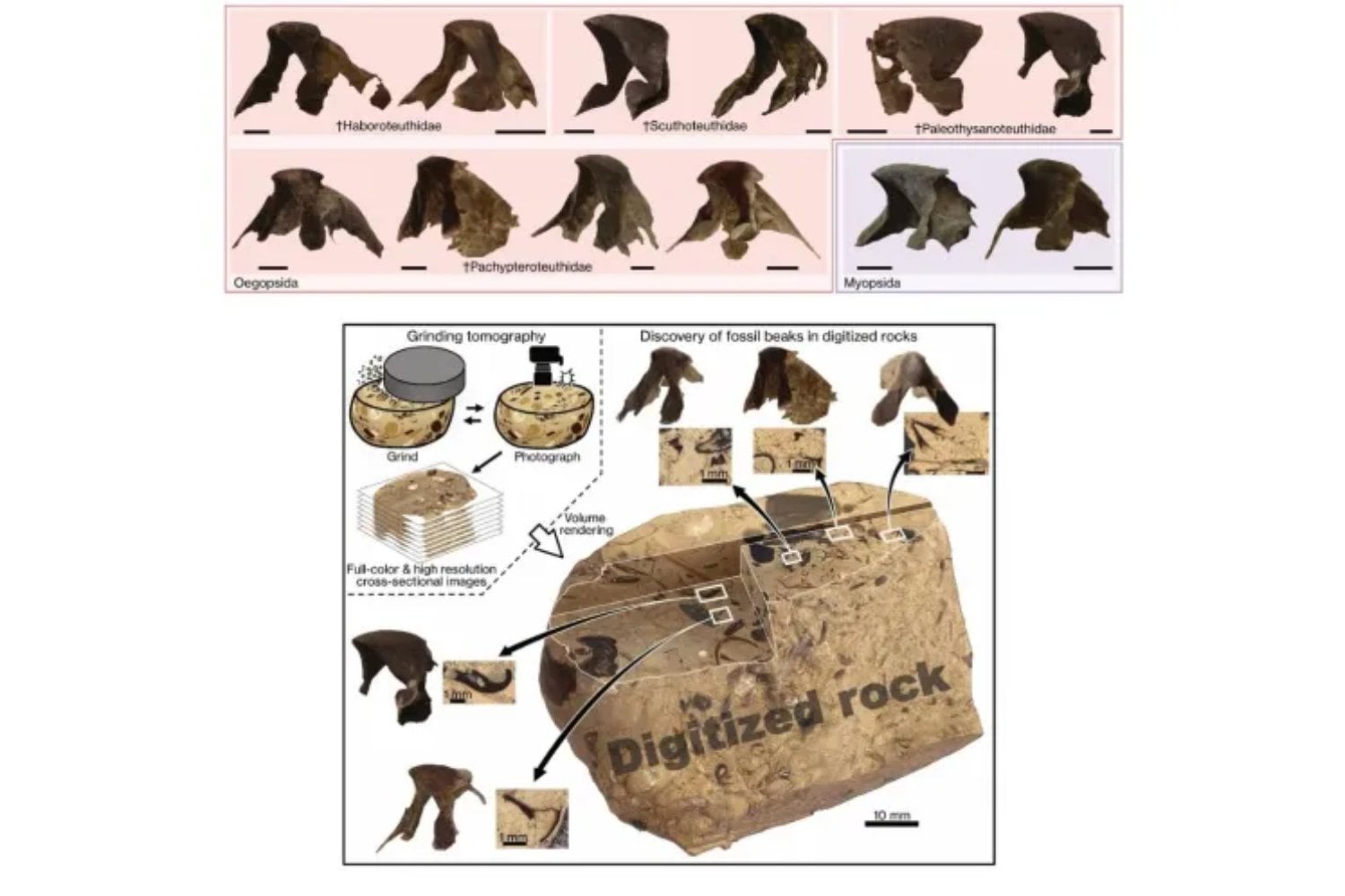 Descubren en Japón cientos de fósiles de calamares del Cretácico ocultos dentro de una roca. El hallazgo revela que estos depredadores ya dominaban los océanos junto a los dinosaurios