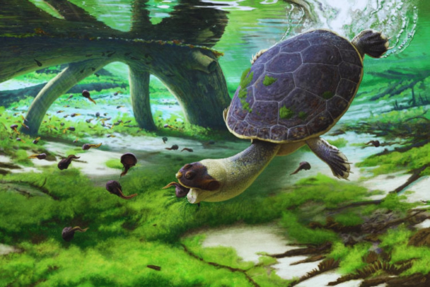 Descubren en un museo una tortuga de 120 millones de años que nadie estudió durante 60 años. Su caparazón está cambiando el mapa evolutivo del Cretácico en América