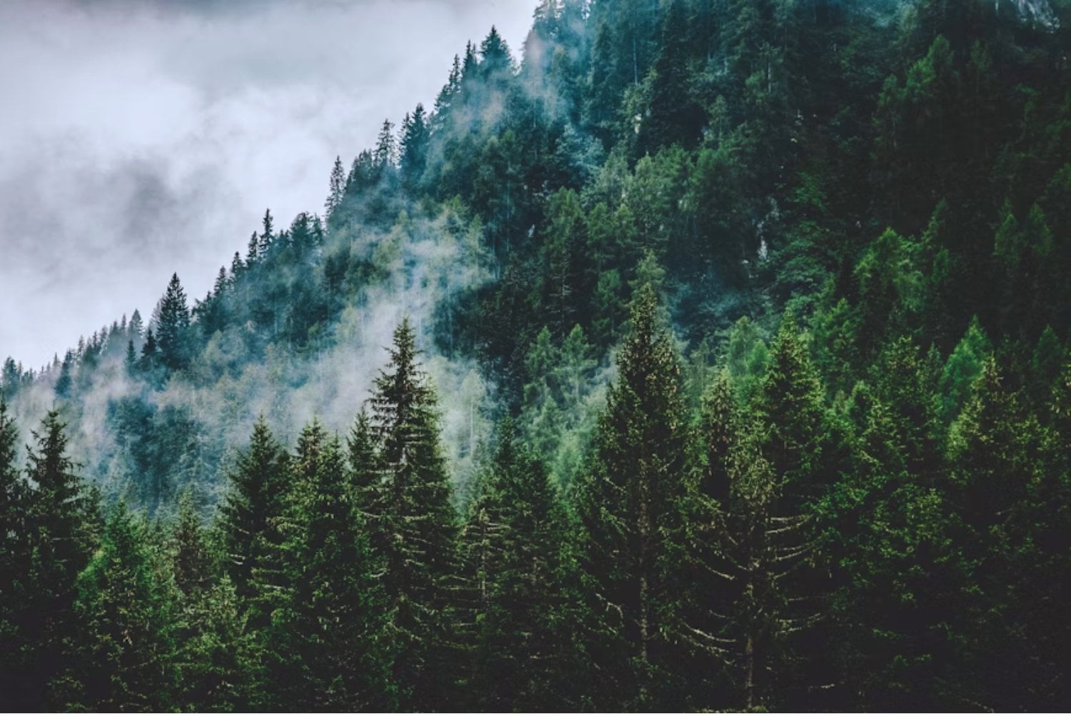 Nueva Zelanda plantó millones de pinos durante décadas para reforestar el país y expandir su industria forestal. Ahora esos árboles se han convertido en una invasión que está reduciendo el agua disponible en las cuencas de los ríos