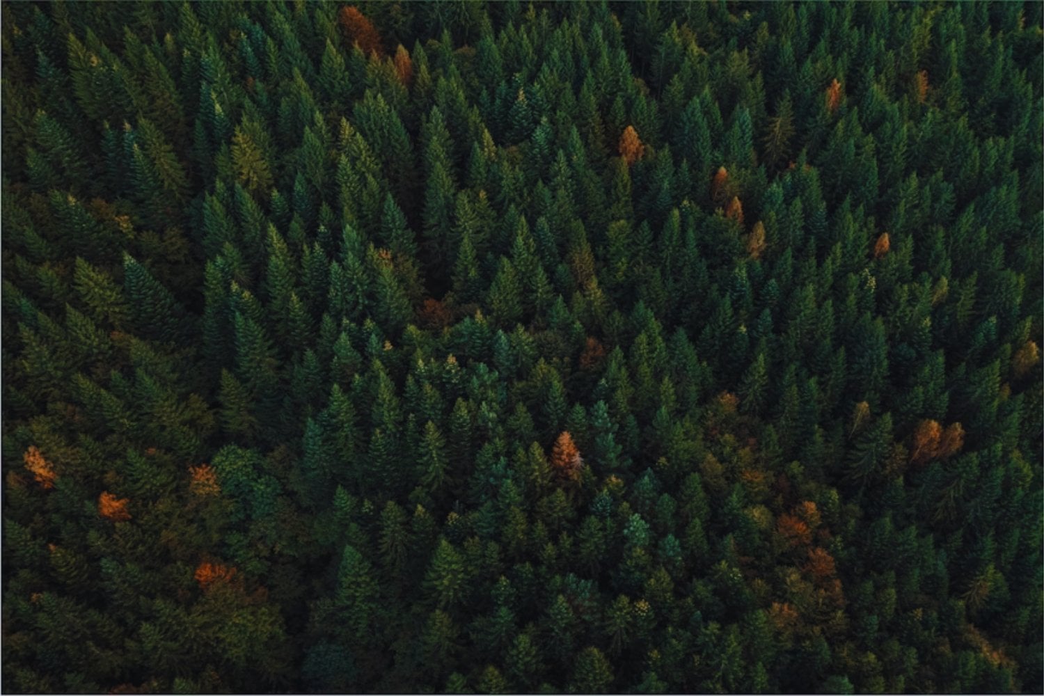 Nueva Zelanda plantó millones de pinos durante décadas para reforestar el país y expandir su industria forestal. Ahora esos árboles se han convertido en una invasión que está reduciendo el agua disponible en las cuencas de los ríos