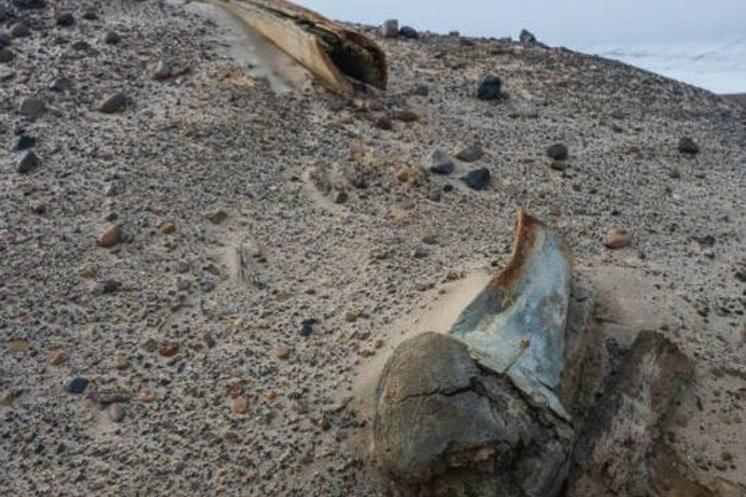 Un glaciar ruso se ha retirado y dejó al descubierto algo que no debería estar allí: un cementerio de ballenas enterrado bajo el hielo durante milenios