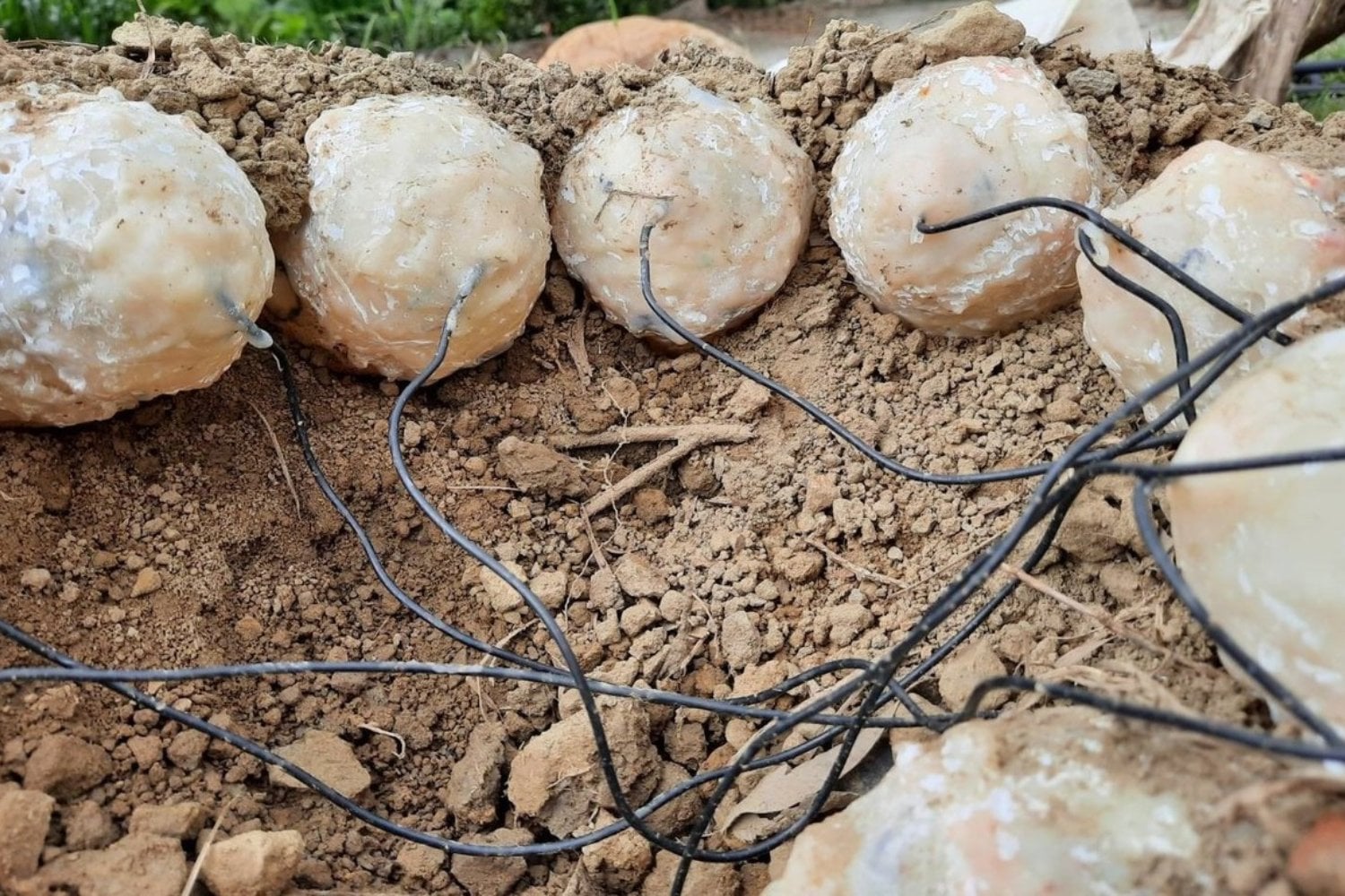 Los dinosaurios no incubaban sus huevos como creíamos. Un nuevo estudio sugiere que algunos dependían del calor del sol más que del contacto directo, a diferencia de las aves modernas