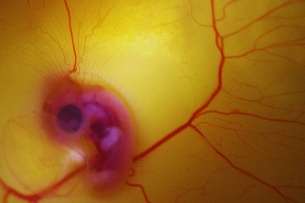 Un grupo de científicos ha logrado reactivar en embriones de pollo un rasgo que parecía enterrado en la prehistoria. El experimento muestra que la evolución no elimina del todo a los dinosaurios: los reorganiza y los deja latentes