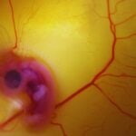 Un grupo de científicos ha logrado reactivar en embriones de pollo un rasgo que parecía enterrado en la prehistoria. El experimento muestra que la evolución no elimina del todo a los dinosaurios: los reorganiza y los deja latentes