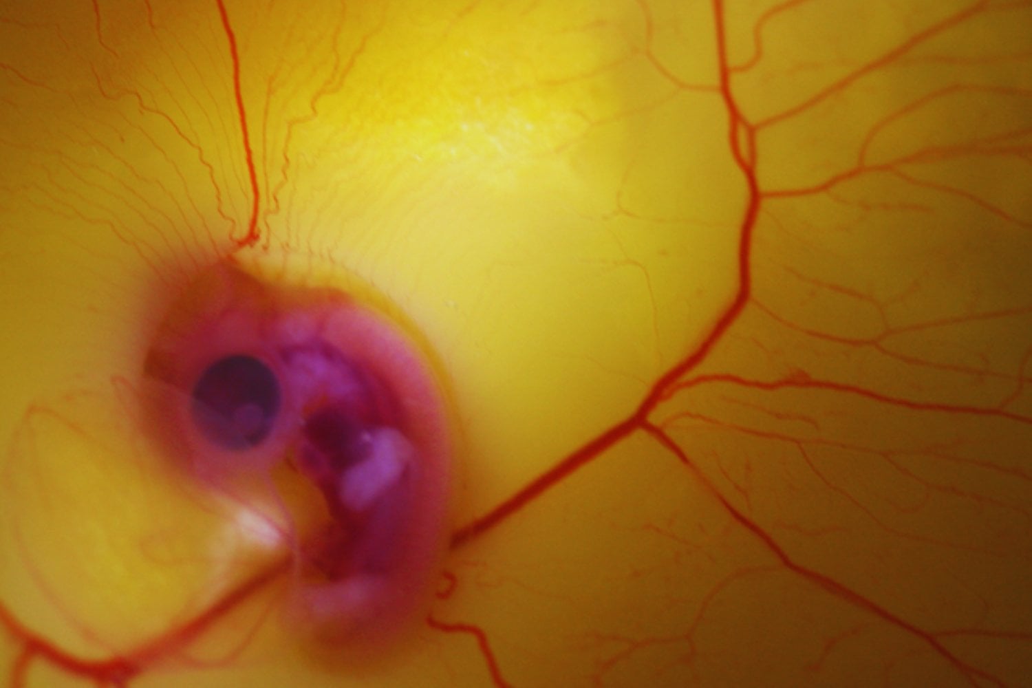 Un grupo de científicos ha logrado reactivar en embriones de pollo un rasgo que parecía enterrado en la prehistoria. El experimento muestra que la evolución no elimina del todo a los dinosaurios: los reorganiza y los deja latentes