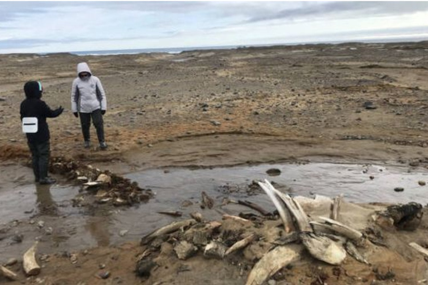 Un glaciar ruso se ha retirado y dejó al descubierto algo que no debería estar allí: un cementerio de ballenas enterrado bajo el hielo durante milenios