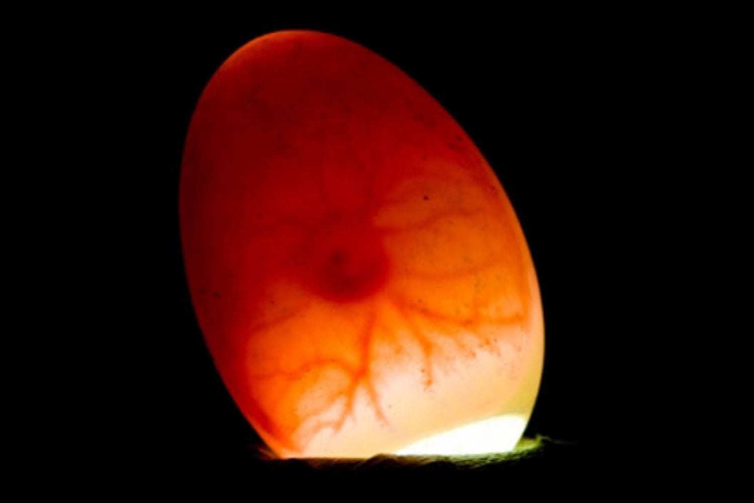 Un grupo de científicos ha logrado reactivar en embriones de pollo un rasgo que parecía enterrado en la prehistoria. El experimento muestra que la evolución no elimina del todo a los dinosaurios: los reorganiza y los deja latentes