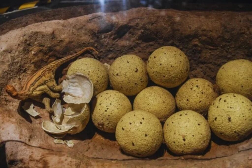 Los dinosaurios no incubaban sus huevos como creíamos. Un nuevo estudio sugiere que algunos dependían del calor del sol más que del contacto directo, a diferencia de las aves modernas