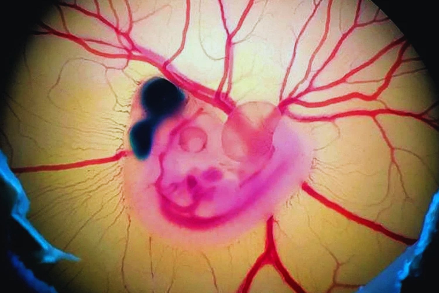 Un grupo de científicos ha logrado reactivar en embriones de pollo un rasgo que parecía enterrado en la prehistoria. El experimento muestra que la evolución no elimina del todo a los dinosaurios: los reorganiza y los deja latentes