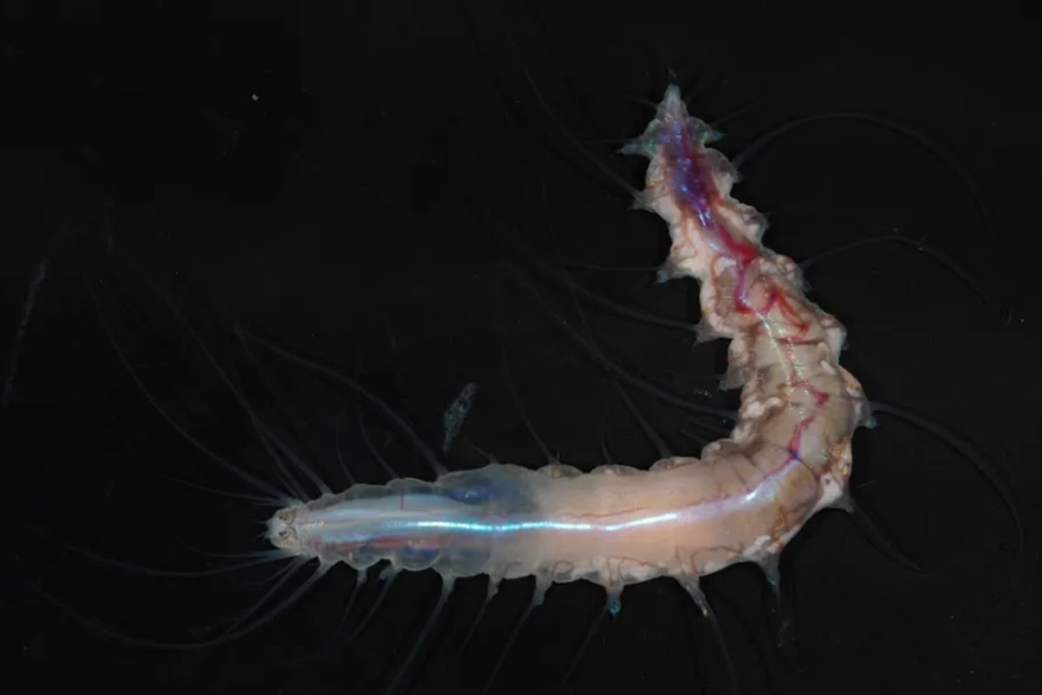 Una expedición japonesa desciende a casi 1.000 metros de profundidad y encuentra una estructura natural que parece un castillo de cristal. En realidad es un raro organismo del océano profundo