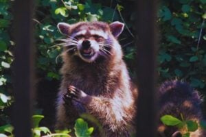 El mundo podría albergar el doble de especies de vertebrados de lo que creemos. El ADN revela una biodiversidad oculta que la morfología no supo distinguir