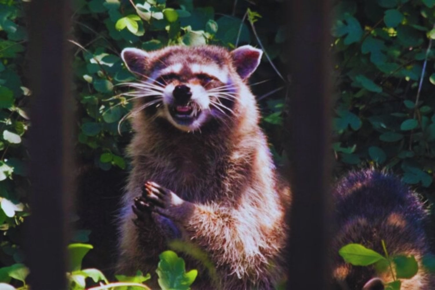 El mundo podría albergar el doble de especies de vertebrados de lo que creemos. El ADN revela una biodiversidad oculta que la morfología no supo distinguir