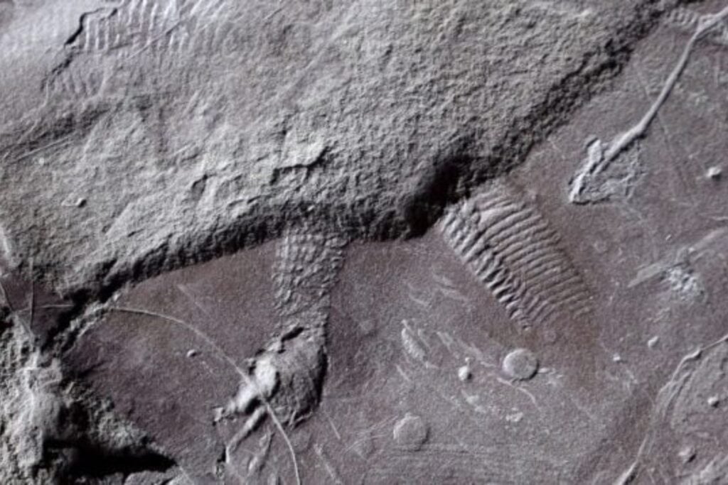 Un reptil se sentó sobre el barro hace casi 300 millones de años sin saber que dejaría una huella única en la historia de la vida. Ese instante ha permitido identificar el ano fosilizado más antiguo jamás descubierto y entender mejor la evolución de los vertebrados