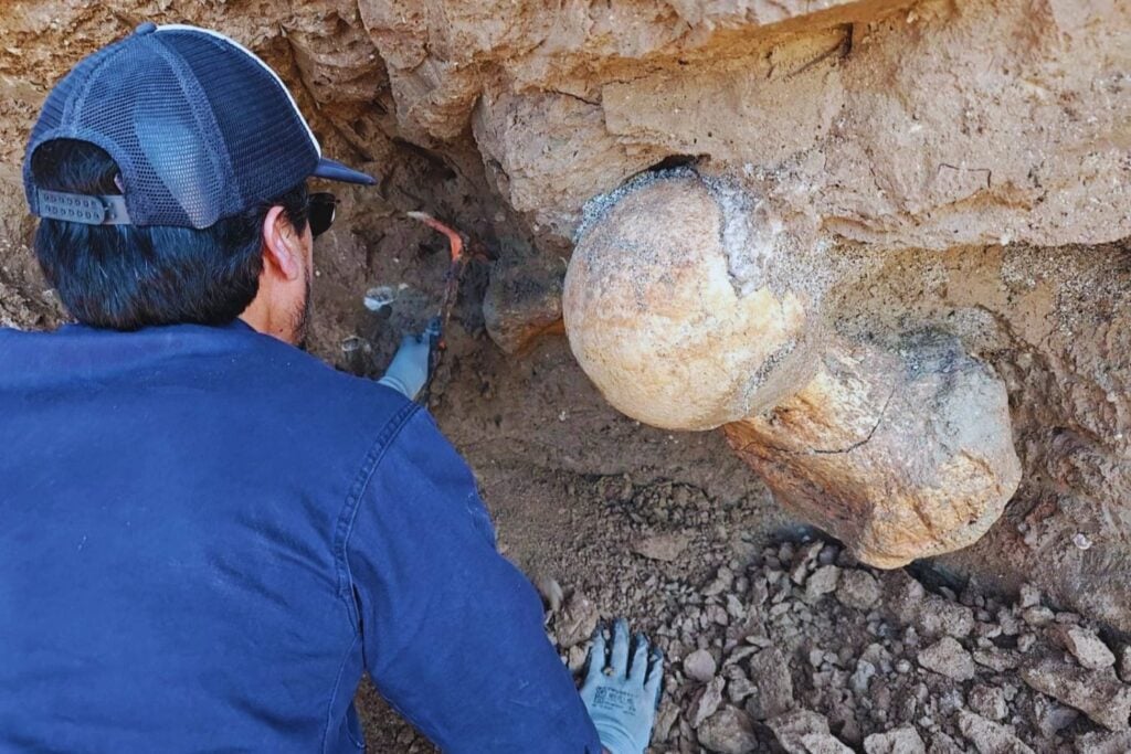 Un paseo por los acantilados de la costa bonaerense terminó en un hallazgo extraordinario: rescatan un fósil gigante de megafauna de hace 400.000 años