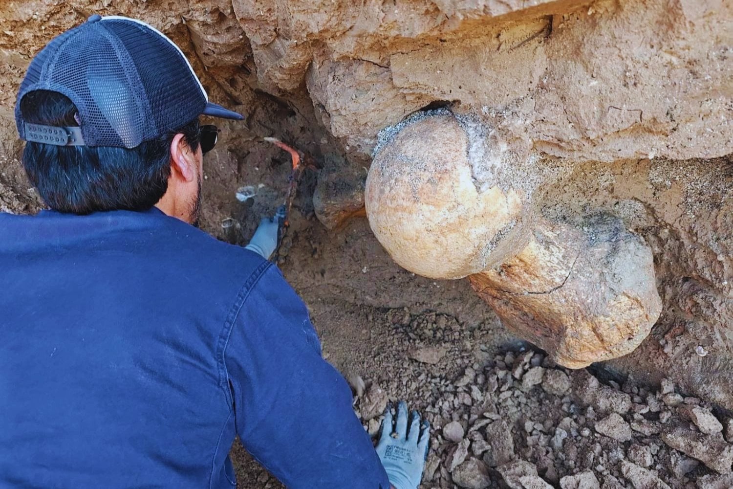 Un paseo por los acantilados de la costa bonaerense terminó en un hallazgo extraordinario: rescatan un fósil gigante de megafauna de hace 400.000 años