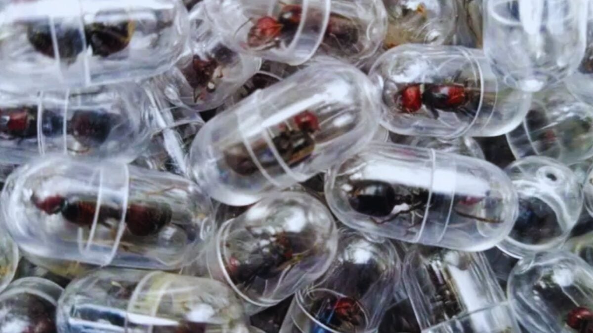 Insólito: Intentó sacar de Kenia más de 2.000 hormigas reina escondidas en su maleta. La policía cree que formaba parte de una red internacional de tráfico de insectos