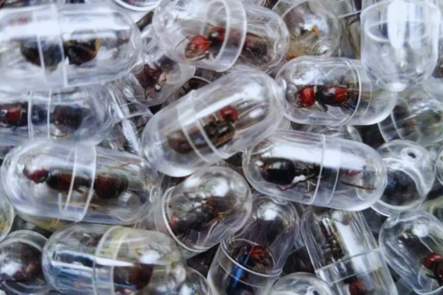 Insólito: Intentó sacar de Kenia más de 2.000 hormigas reina escondidas en su maleta. La policía cree que formaba parte de una red internacional de tráfico de insectos