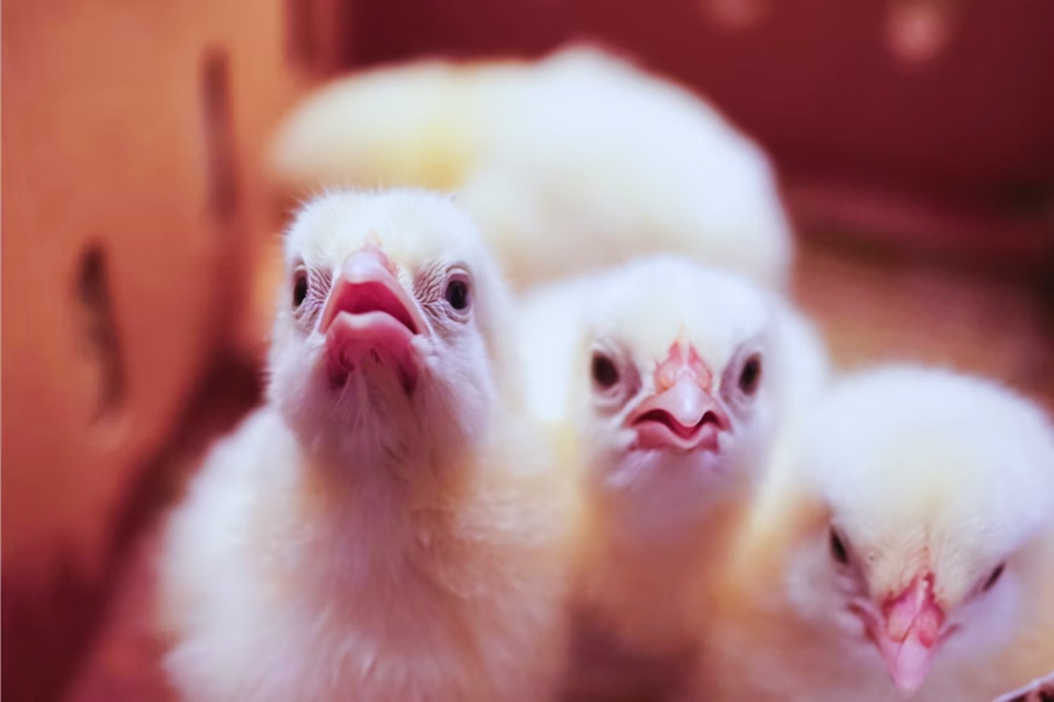 Pollitos que nunca han oído palabras muestran una habilidad que creíamos exclusiva del lenguaje humano. La clave está en el extraño efecto Bouba-Kiki