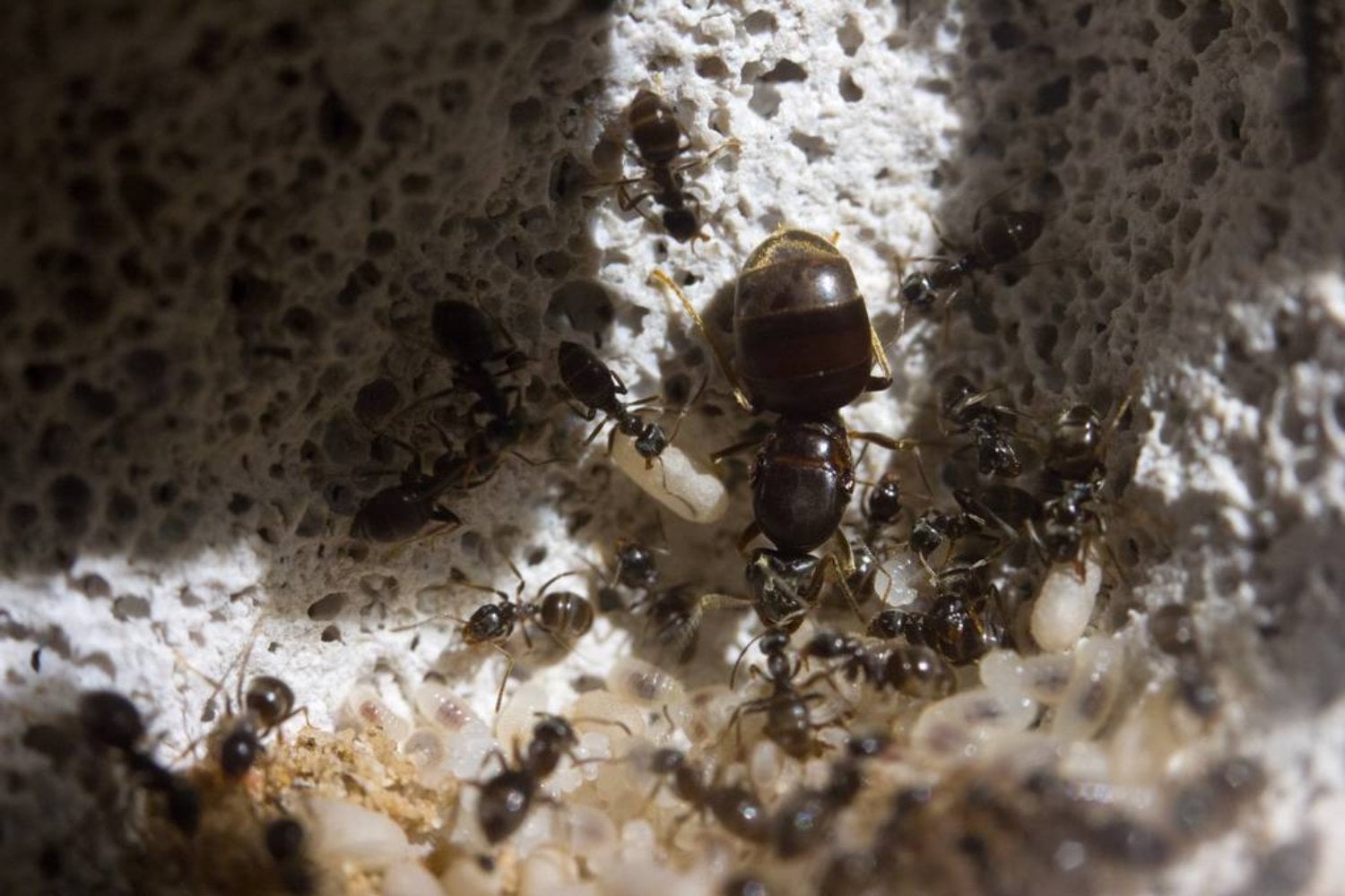 Insólito: Intentó sacar de Kenia más de 2.000 hormigas reina escondidas en su maleta. La policía cree que formaba parte de una red internacional de tráfico de insectos
