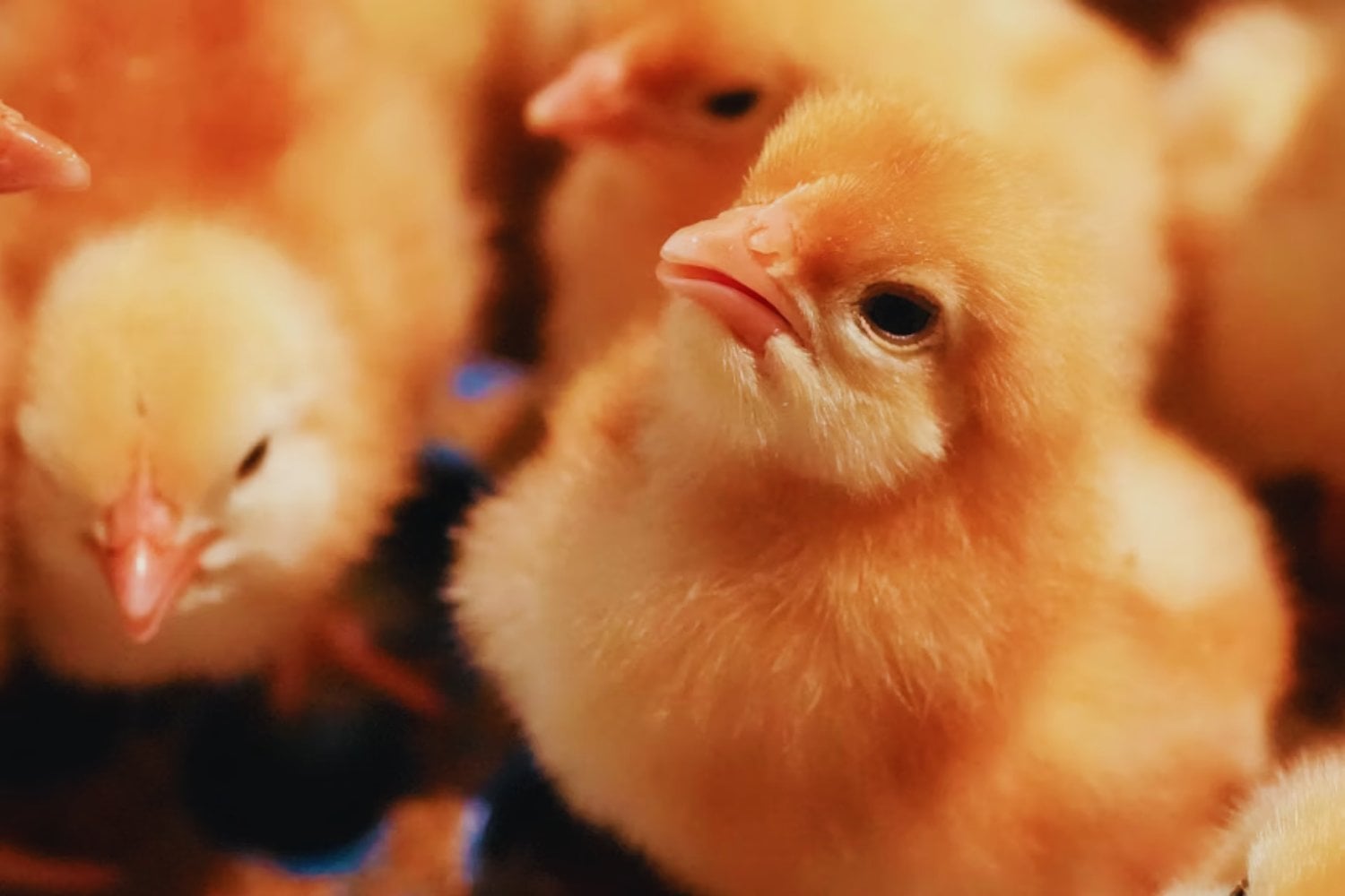 Pollitos que nunca han oído palabras muestran una habilidad que creíamos exclusiva del lenguaje humano. La clave está en el extraño efecto Bouba-Kiki