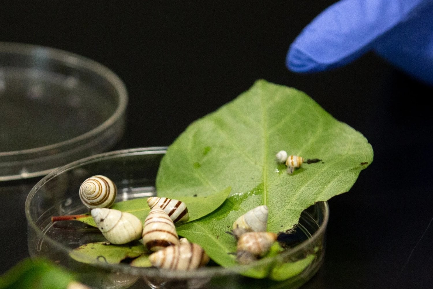 Un científico guardó once caracoles en 1991 para evitar su desaparición. Tres décadas después, mil de ellos están regresando a los bosques de Hawái
