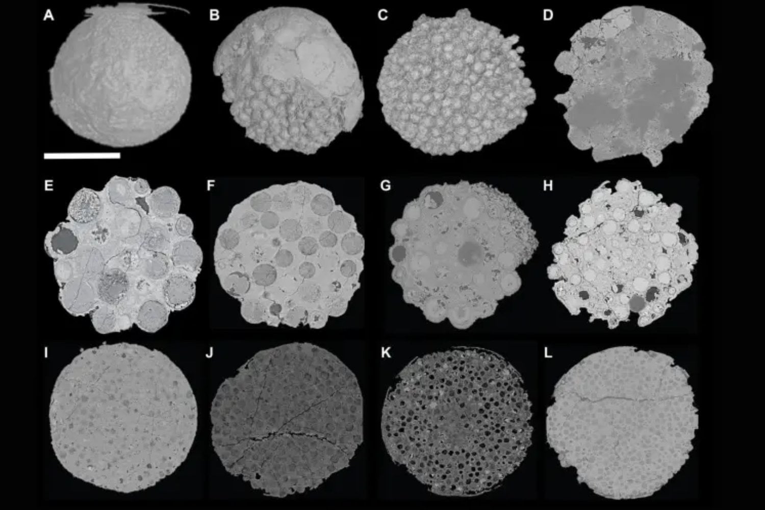 Durante años creímos que estos fósiles mostraban los primeros embriones animales de la Tierra. Un nuevo estudio dice que quizá estábamos entendiendo mal una pieza clave de la evolución