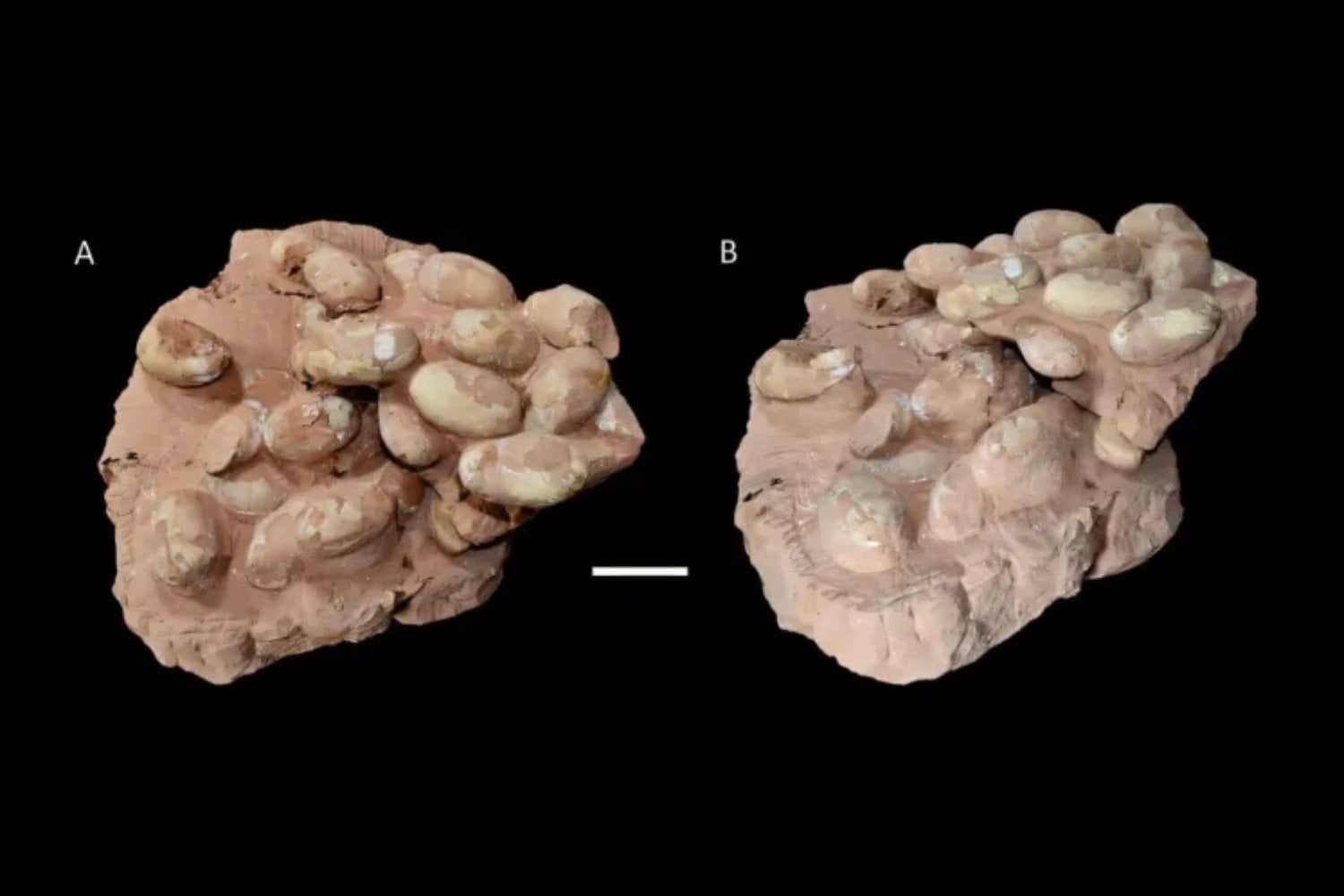 Descubren en Brasil el mayor nido de huevos de cocodriliforme del Mesozoico. Los 47 huevos fósiles podrían revelar colonias reproductivas en pleno mundo de dinosaurios