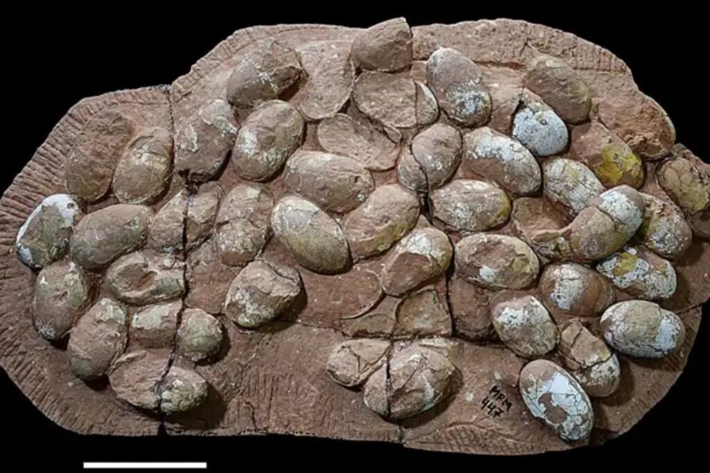 Descubren en Brasil el mayor nido de huevos de cocodriliforme del Mesozoico. Los 47 huevos fósiles podrían revelar colonias reproductivas en pleno mundo de dinosaurios