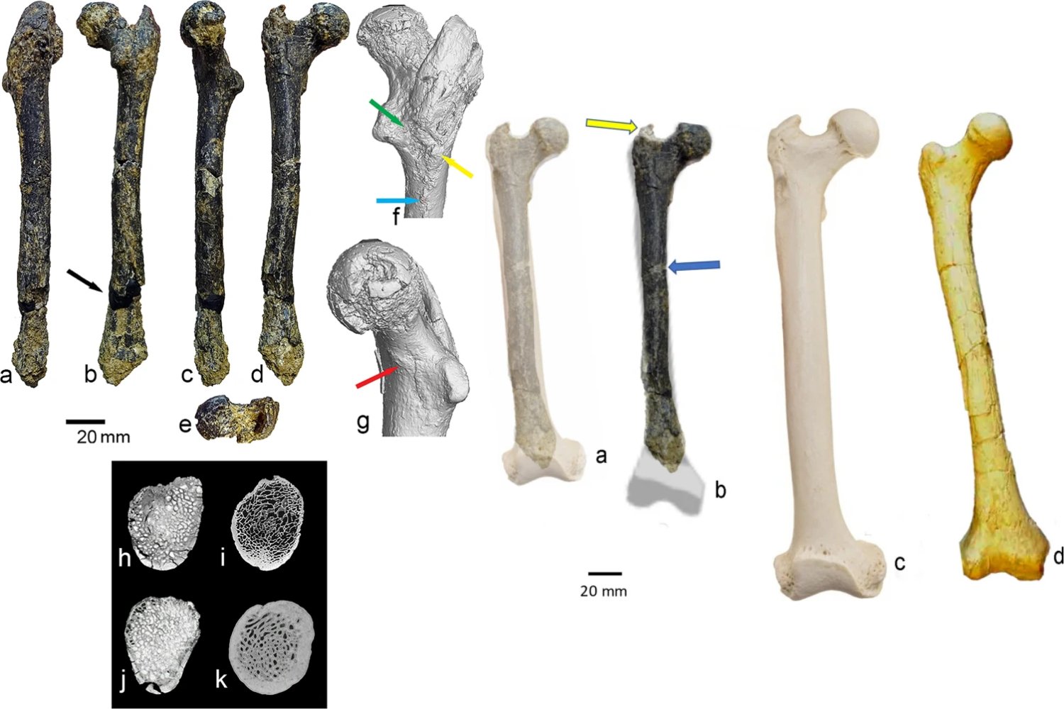 Un fósil de 7,2 millones de años hallado en Bulgaria reabre el debate sobre el origen del bipedismo humano y cuestiona que nuestros antepasados comenzaran a caminar en África