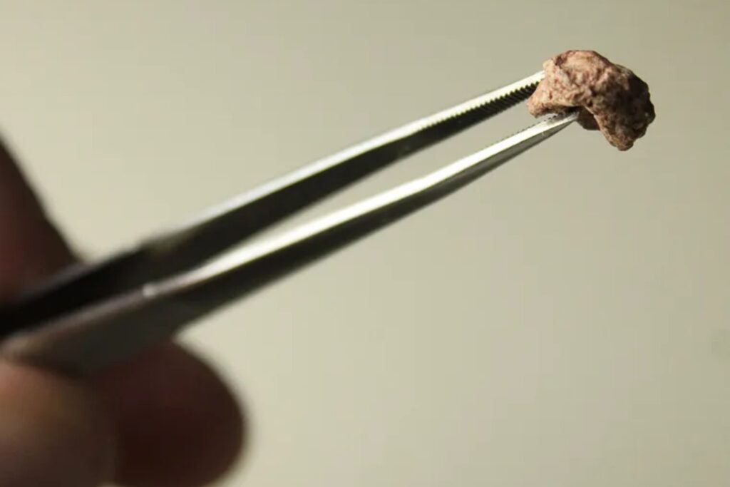 Un cráneo tan pequeño que cabe en la punta de un dedo apareció en Brasil. El fósil pertenece al tetrápodo más diminuto encontrado en Sudamérica y revela cómo era la vida antes de los dinosaurios